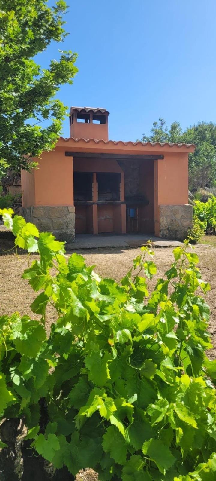 Amarilla Ávila